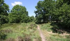 Appelbergen, de oude snelweg Coevorden - Groningen